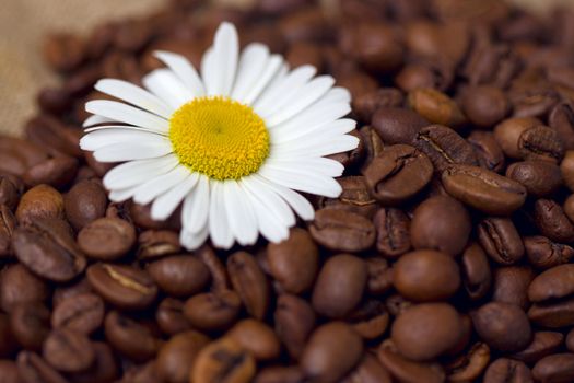 Close-up of coffee beans with chamomile