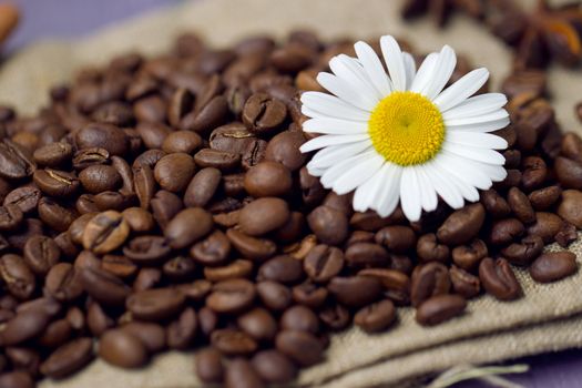 Close-up of coffee beans with chamomile