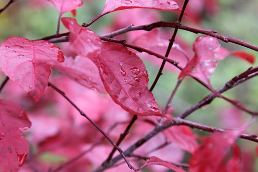 The leaves of a Purple Leaf Sand Cherry (Prunus cistena), shot in fall.
