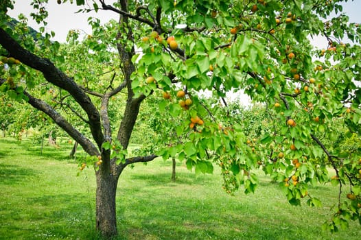 Tree full with Apricots in a Garden