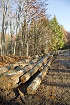 Muddy forest path with trunks in autumn