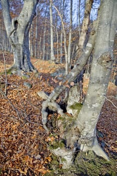 Closeup of some trees in an autumn forest