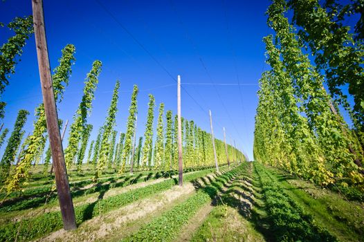 Hop Field in Upper Austria