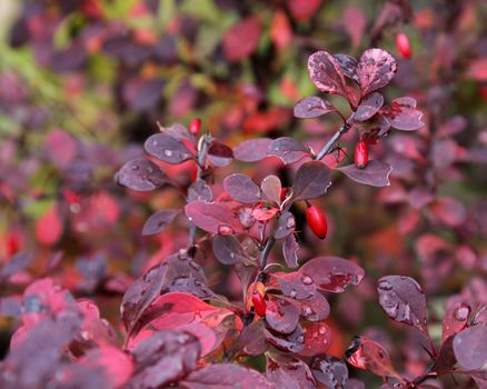 The bright red berries of a Red Japanese Barberry shrub. (Berberis thunbergii f. atropurpurea)  Shot in the fall after rain.
