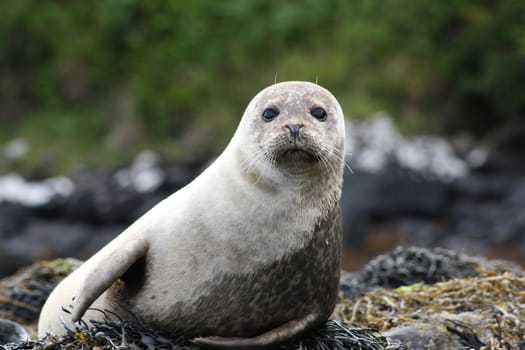 A Harbor Seal, Phoca vitulina, looking curiously to the camera.