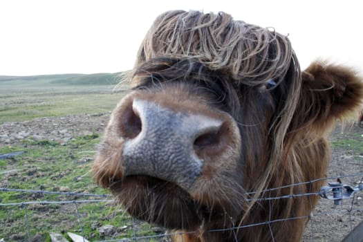 Scottish Highland cow sniffing the photographer.