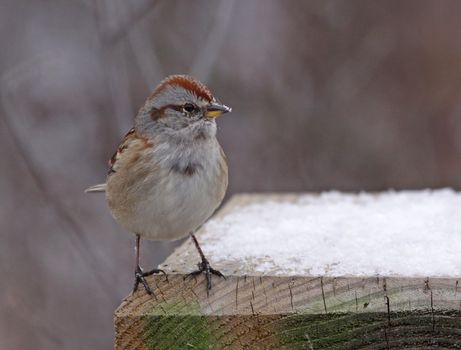 An American Tree Sparrow (Spizella arborea) sitting on a  bird feeder in winter.  Shot in Southern Ontario, Canada.
