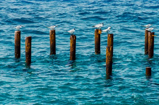 Birds standing on posts in the sea in San Andres, Colombia