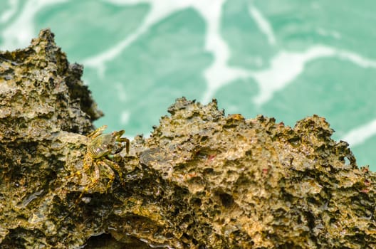 Crab on rocks in San Andres, Colombia with ocean behind it