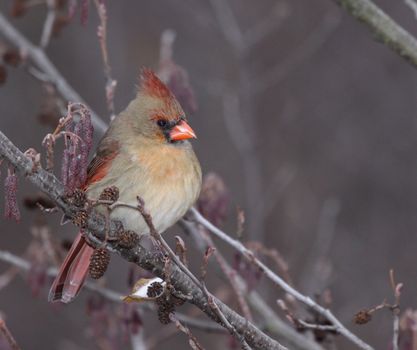 A female Northern Cardinal (Cardinalis cardinalis) sitting in a tree, in winter.  Shot in Southern Ontario, Canada.

