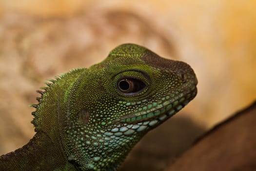 Head and eye of an adult agama (Physignathus cocincinu)