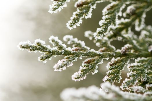 white hoarfrost crystal on green thuja twig