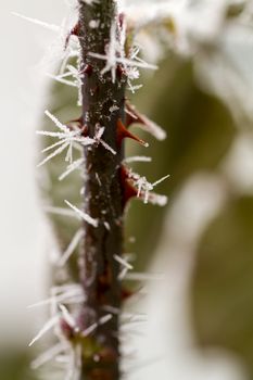 hoarfrosted rose thorn