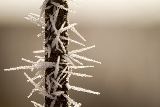 hoarfrost on a thin branch