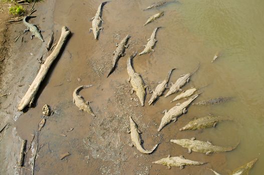 Crocodiles resting under the sun in Tarcoles river, Costa Rica