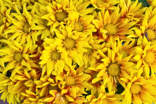 a many beautiful Yellow gerberas