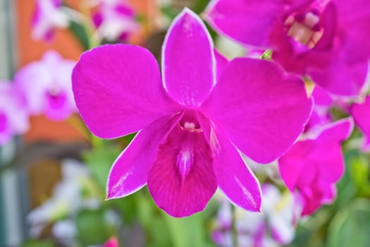 Close up detail of small purple orchids against a blurred background