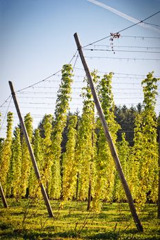 Hop Field in Autumn, Austria