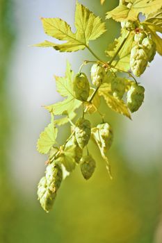 Branch full with Hop, taken in Austria