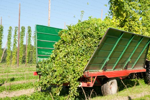 Truck being loaded with Hops at harvest time