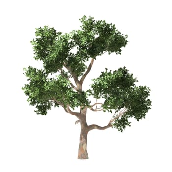 Tree with green leaves isolated on white background