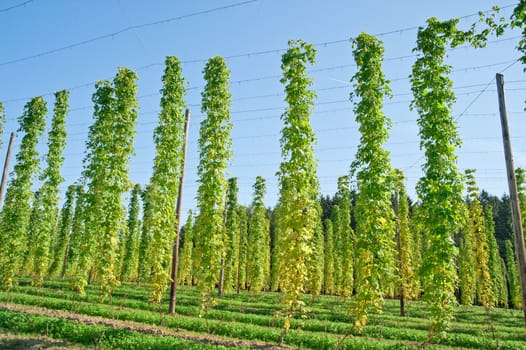 Growing Hop in Upper Austria shortly before Harvesting