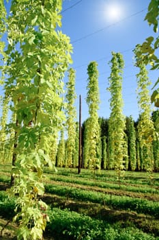 Growing Hop with Sun taken in Upper Austria