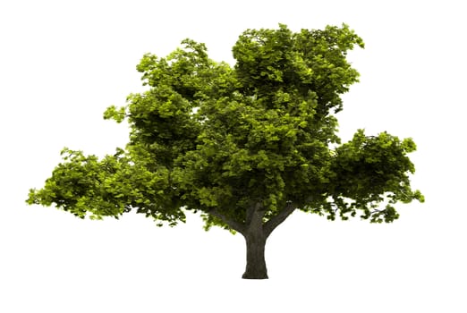 Tree with green leaves isolated on white background