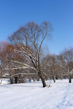Snow-covered trees in winter park on a background of azure cloudless sky