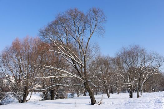 Snow-covered trees in winter city park on a background of azure cloudless sky