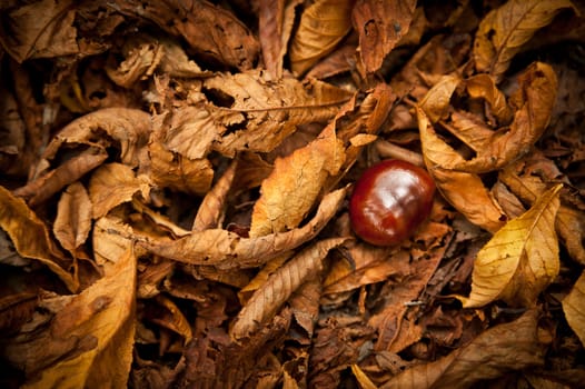 Single Chestnut in a Autumn Foliage