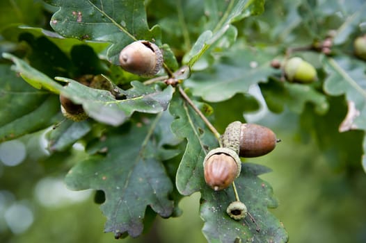 Close up of Hazelnuts on a Branch