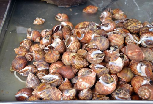 Whelks at the fresh market in Thailand