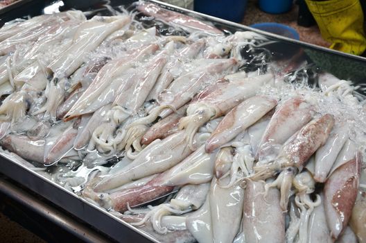 Squid in the fresh market, Thailand