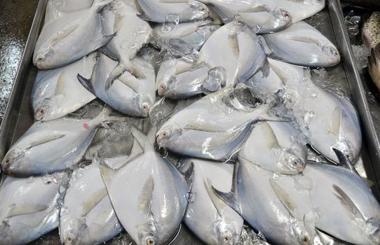 fresh fish on ice at a fish market, thailand