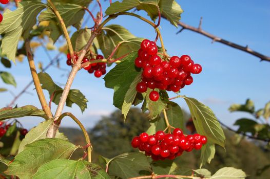 Red berries against blue sky in october