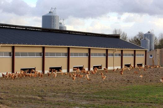 an organic farm chickens and hens raised outdoors