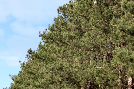 A forest of pine rows on a background of blue sky autumn