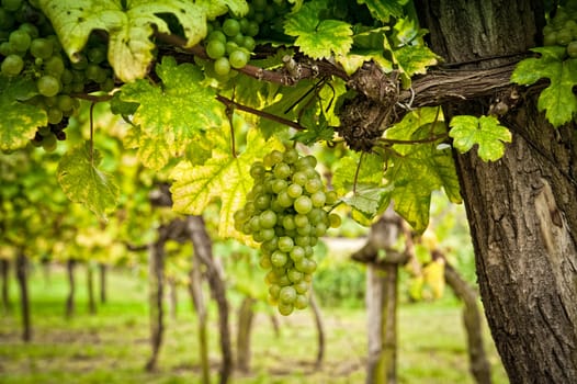 Vineyard with White Grapes, taken in Lower Austria