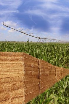 layout for agriculture bales of straw on a field of corn with an automatic watering