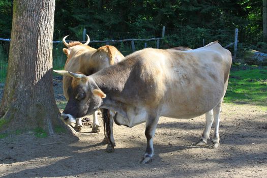 group of cows in a meadow near a tree