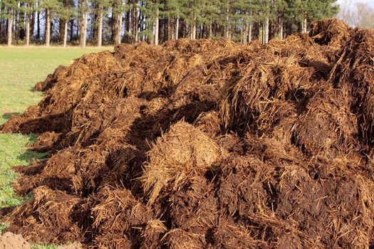 spreading a bunch of farm manure for organic agriculture