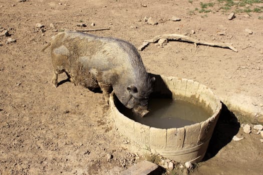 a pig drinking from a pigsty