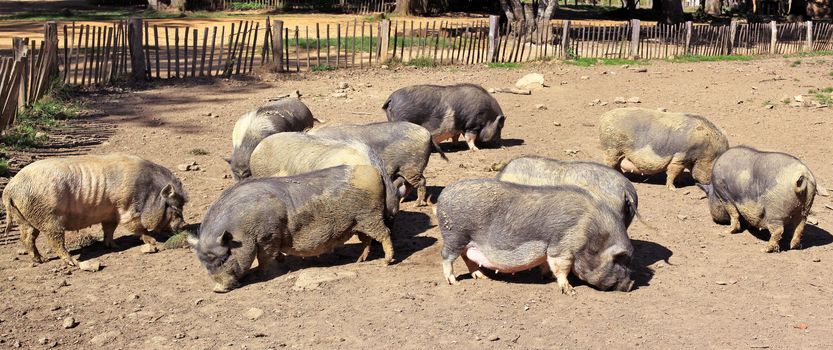 pigs in a pigsty outdoors on a farm