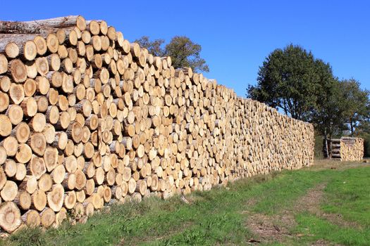 Steres for logs cut in fuel wood for renewable