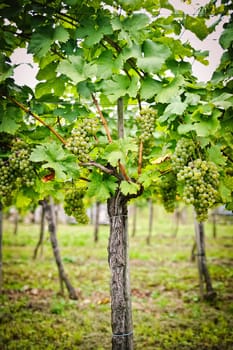 Vine with white Grapes in Lower Austria