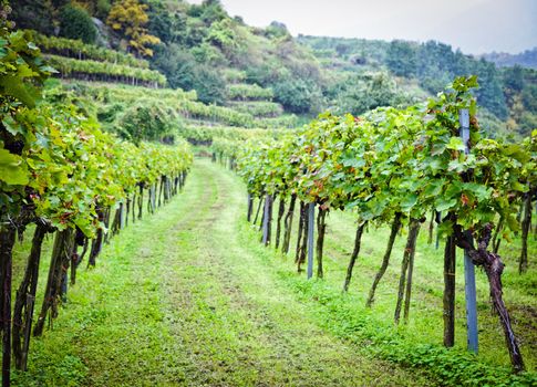 Wineyard in Lower Austria before Harvesting