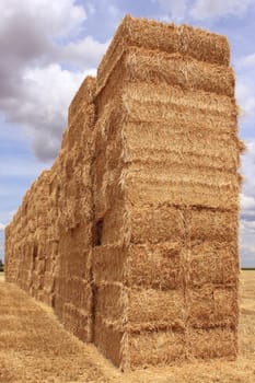 several bales of straw stacked in a field of wheat for a natural biological agricuture