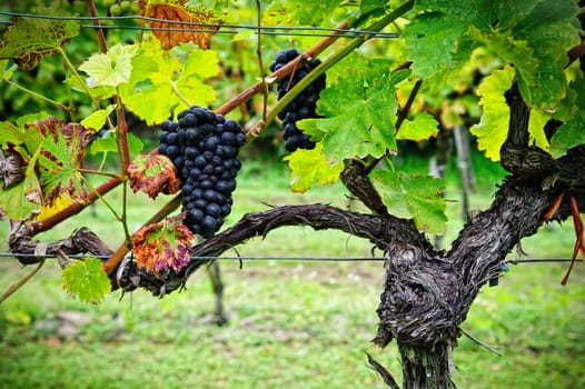 Vine with Red Grapes with Autumn Leaves