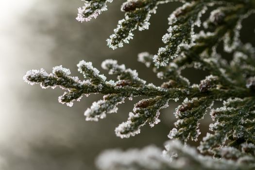 white hoarfrost crystal on green thuja twig